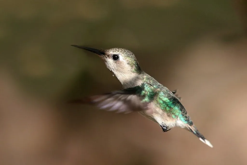 1. Bee Hummingbird (Mellisuga helenae) result
