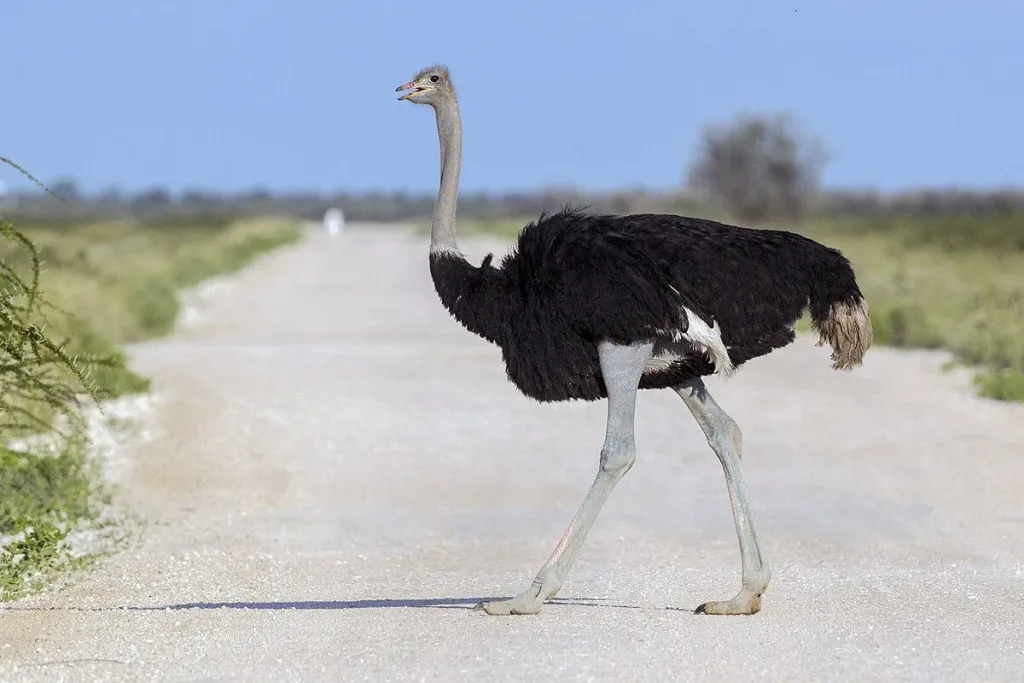 1. Burung Unta (Struthio camelus) result
