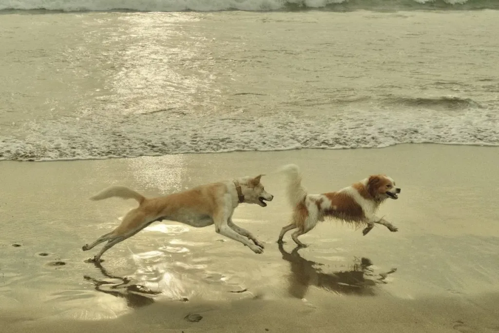 1. Dogs result 1. Dogs result