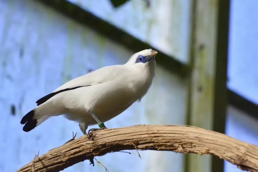 1. Jalak Bali (Leucopsar rothschildi) result