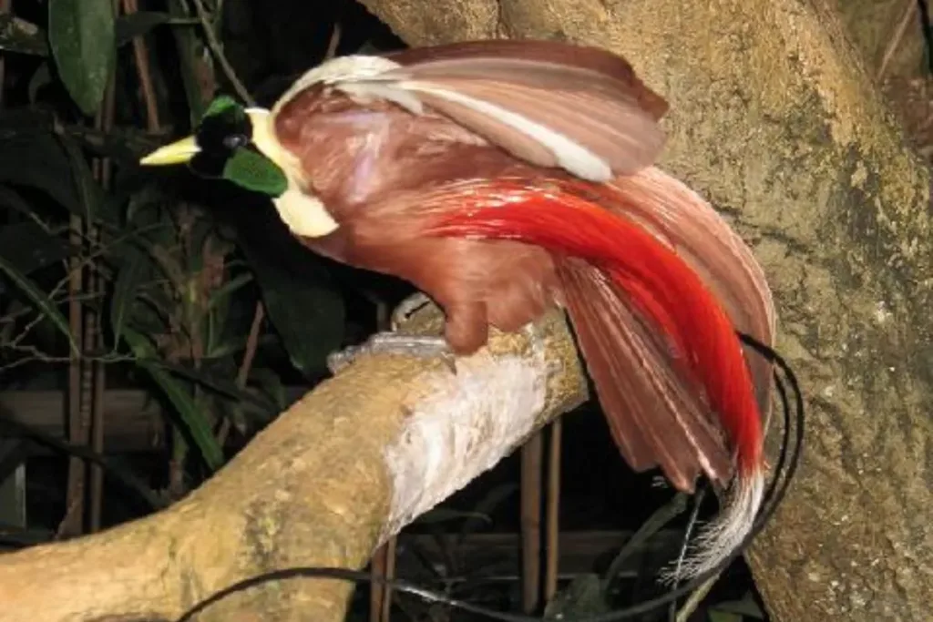 2. Cendrawasih Merah (Paradisaea rubra) result