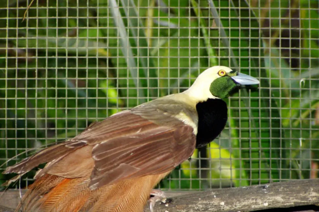 2. Cendrawasih Raggiana result