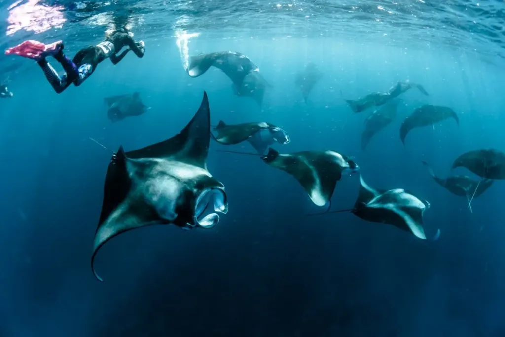 2. Manta Rays result 2. Manta Rays result