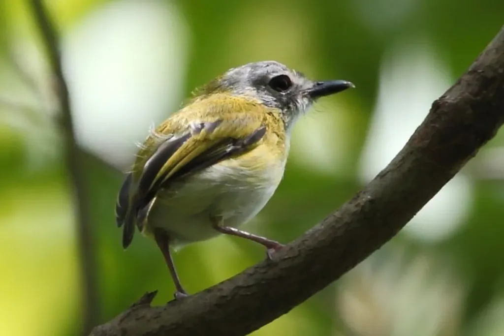 2. Short tailed Pygmy Tyrant (Myiornis ecaudatus) result