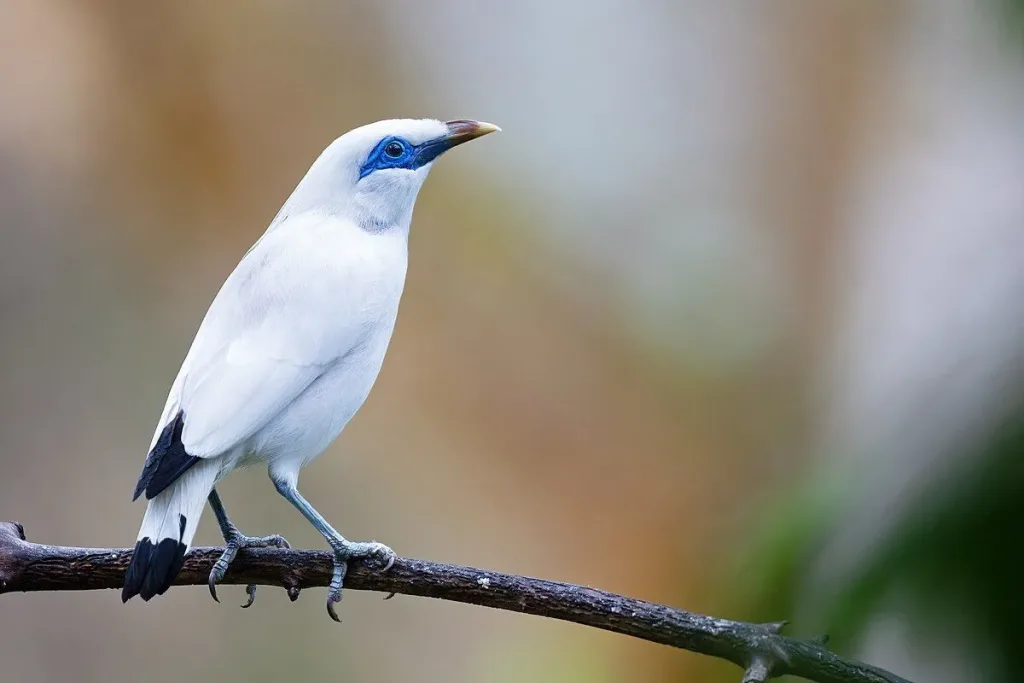 3. Bali Myna (Leucopsar rothschildi) result