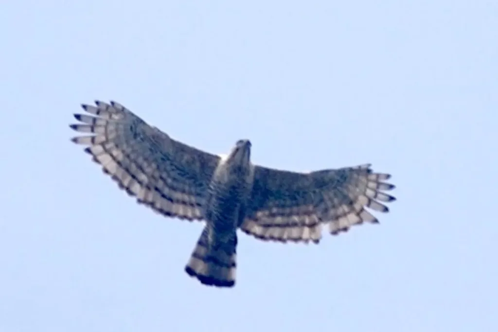 3. Elang Jawa (Nisaetus bartelsi) result