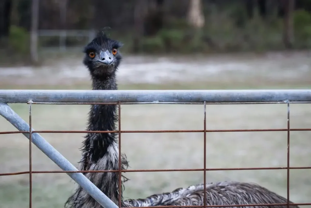 3. Emu (Dromaius novaehollandiae) result