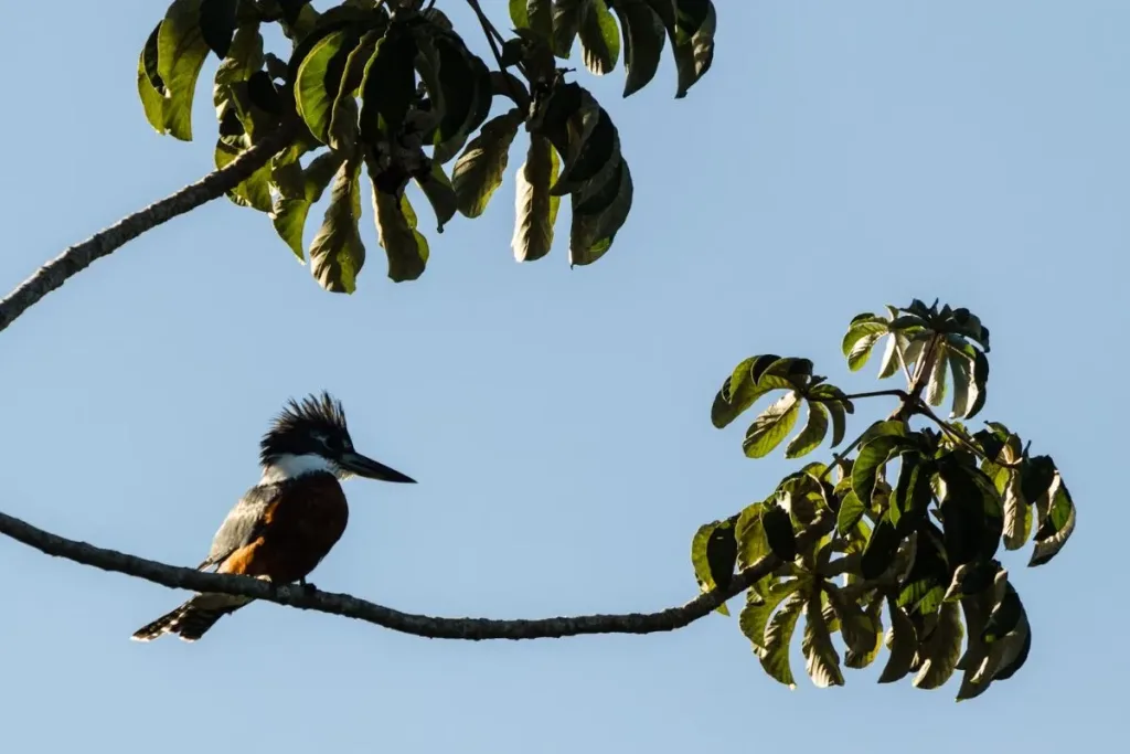 3. Visit Bali Bird Park A Tropical Wonderland for Families result