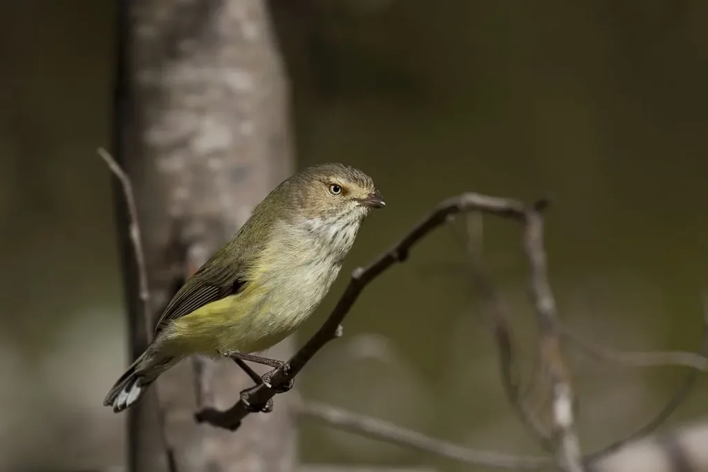 3. Weebill (Smicrornis brevirostris) result