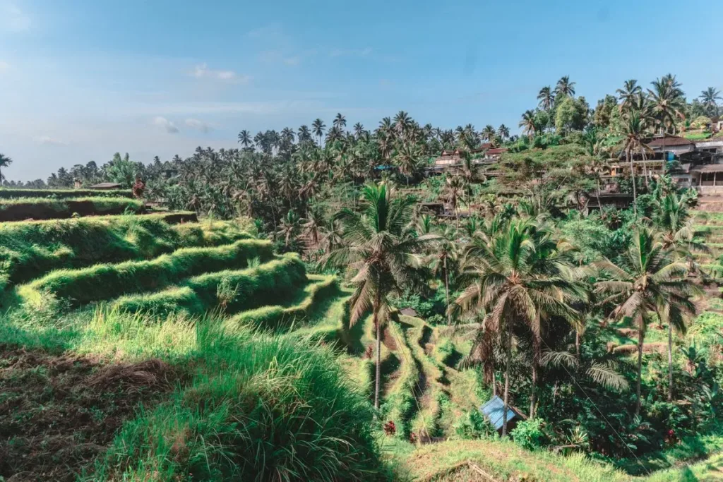 4. Adventure into Bali’s Nature with Kids result