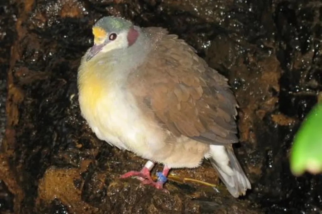 4. Delimukan Sulawesi result