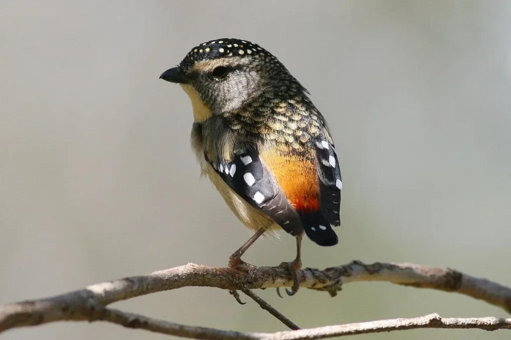 4. Pardalote Terkecil (Pardalotus pusillus) result