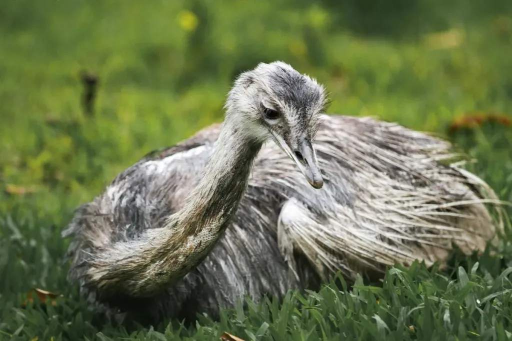 4. Rhea Amerika (Rhea americana) result
