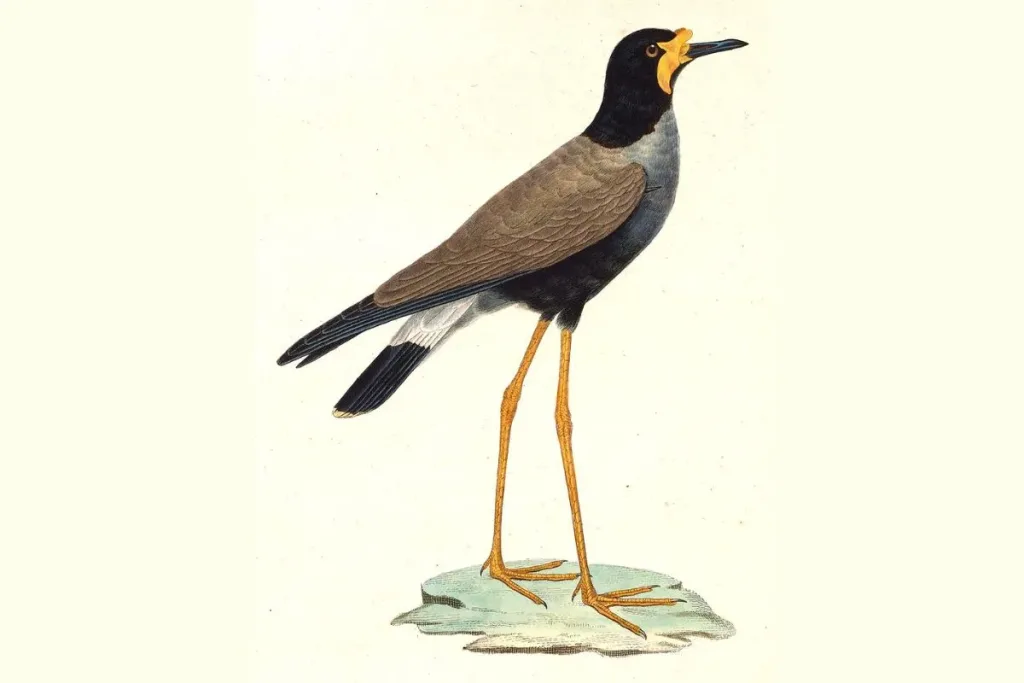 4. Trulek Jawa (Vanellus macropterus) result