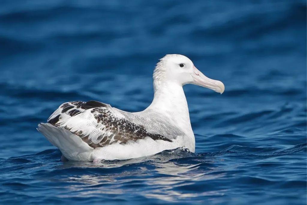 5. Albatros Kelana (Diomedea exulans) result