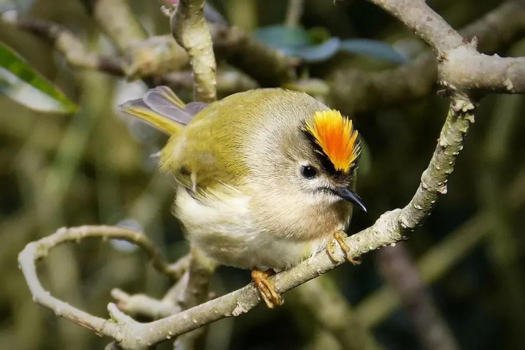 5. Goldcrest (Regulus regulus) result