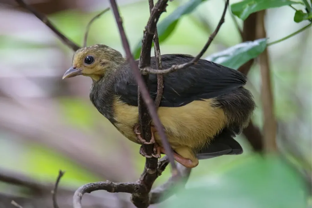 5. Maleo (Macrocephalon maleo) result