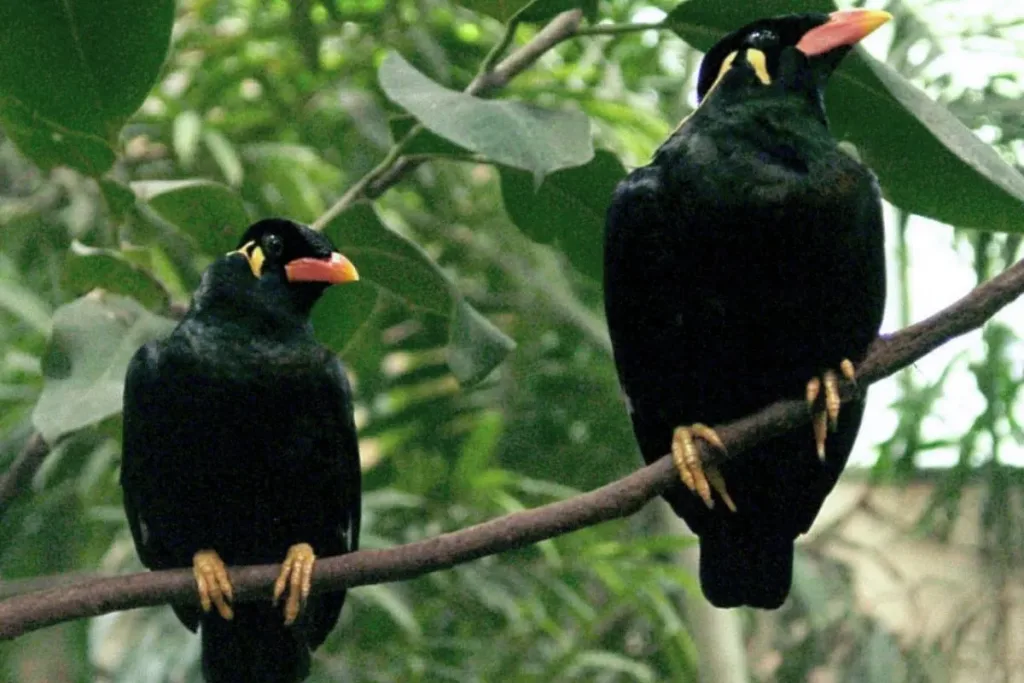 5. Tiong Emas result