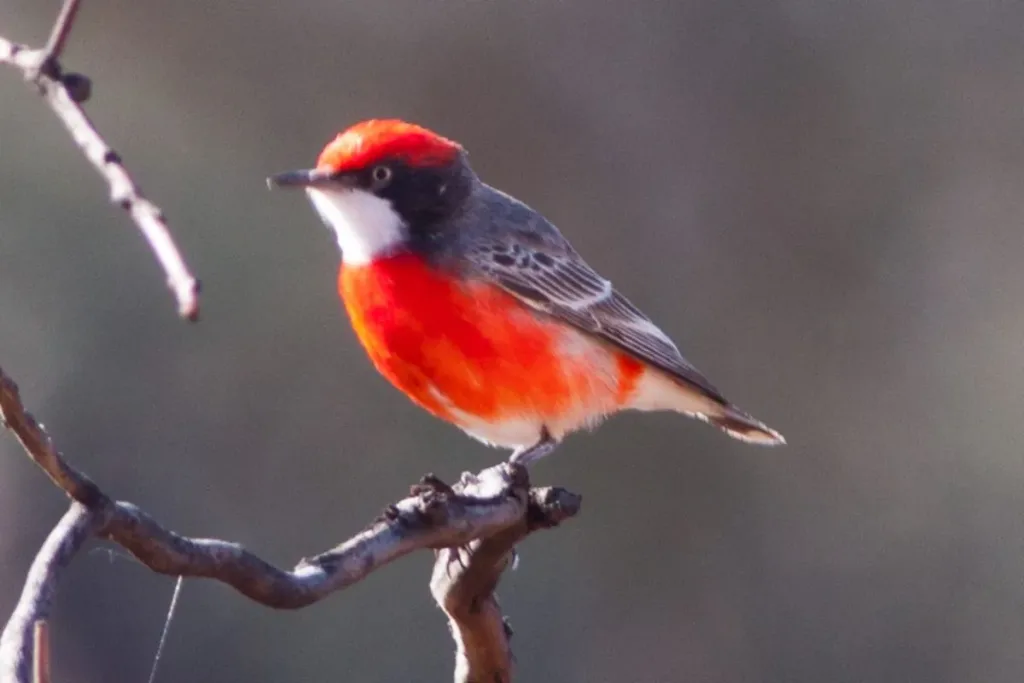 6. Crimson Chat (Epthianura tricolor) result