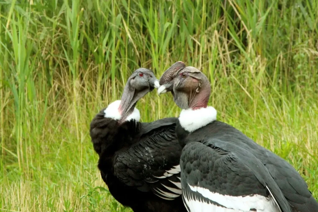 6. Kondor Andes (Vultur gryphus) result