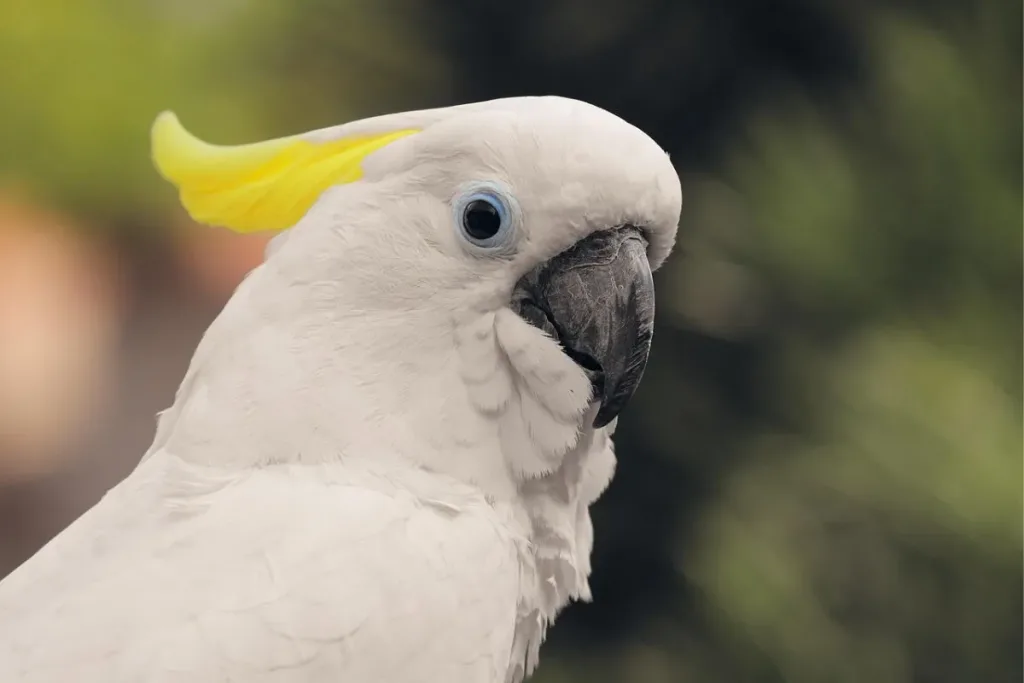 7. Kakatua Jambul Kuning (Cacatua sulphurea) result
