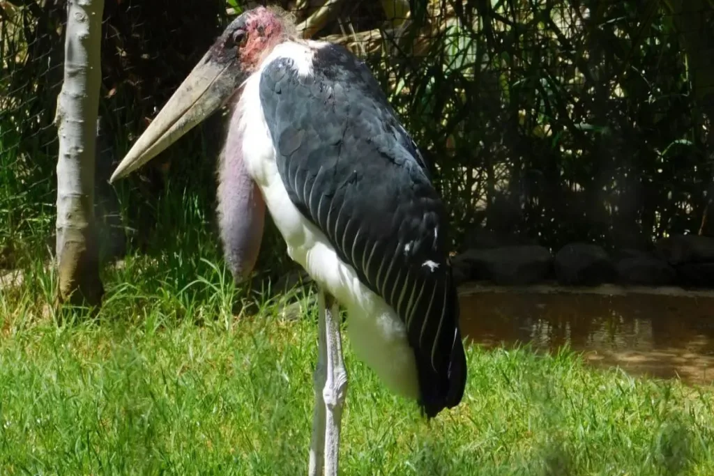 7. Marabou Stork (Leptoptilos crumenifer) result