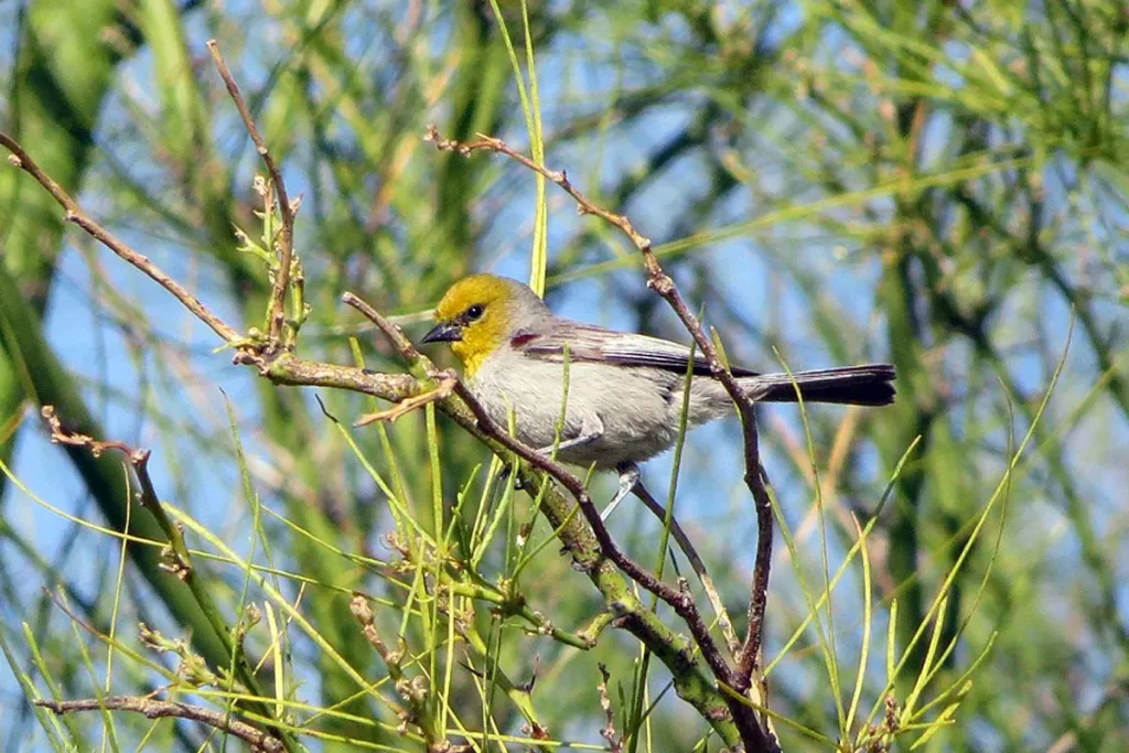 7. Verdin (Auriparus flaviceps) result