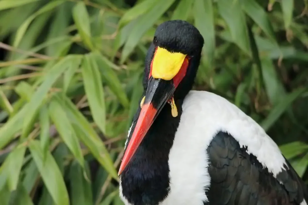 8. Bangau Saddle billed (Ephippiorhynchus senegalensis) result