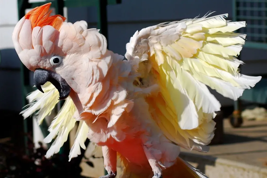 8. Kakatua Maluku result