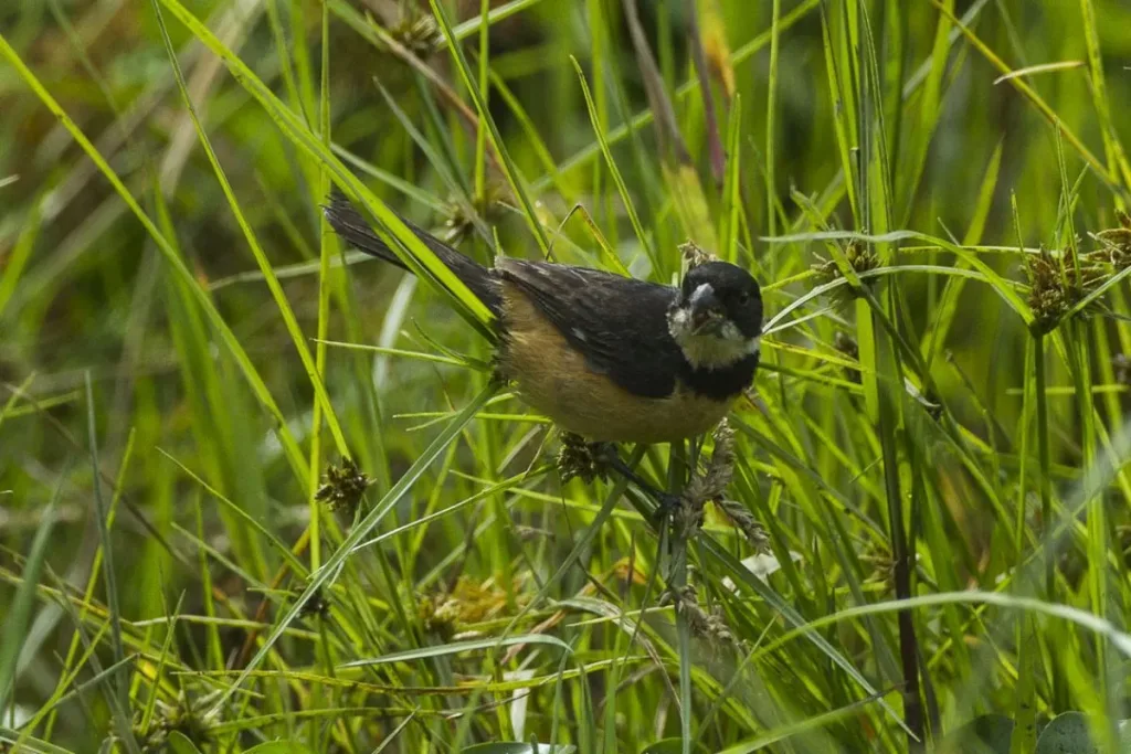 8. Triple collared Seedeater (Sporophila torqueola) result