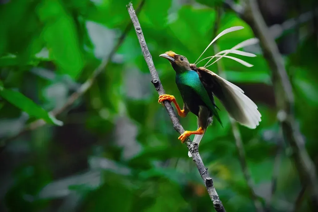 8. Wallace’s Standardwing (Semioptera wallacii) result