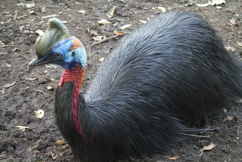 9. Kasuari Gelambir Ganda (Casuarius casuarius) result