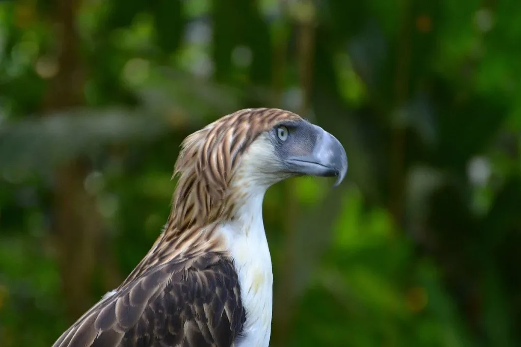 9. Philippine Eagle result