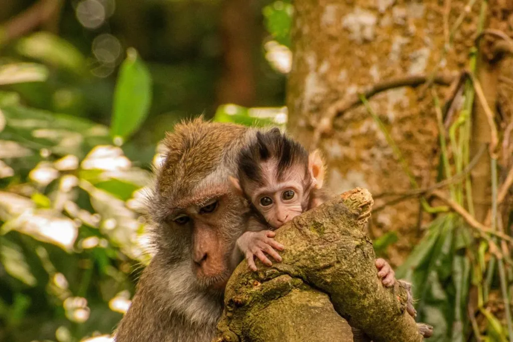 Bali Monkey Forest result