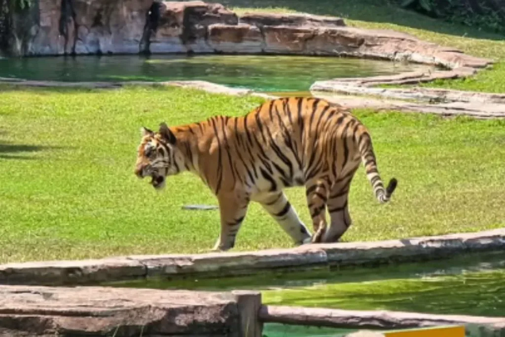Bali Safari and Marine Park result