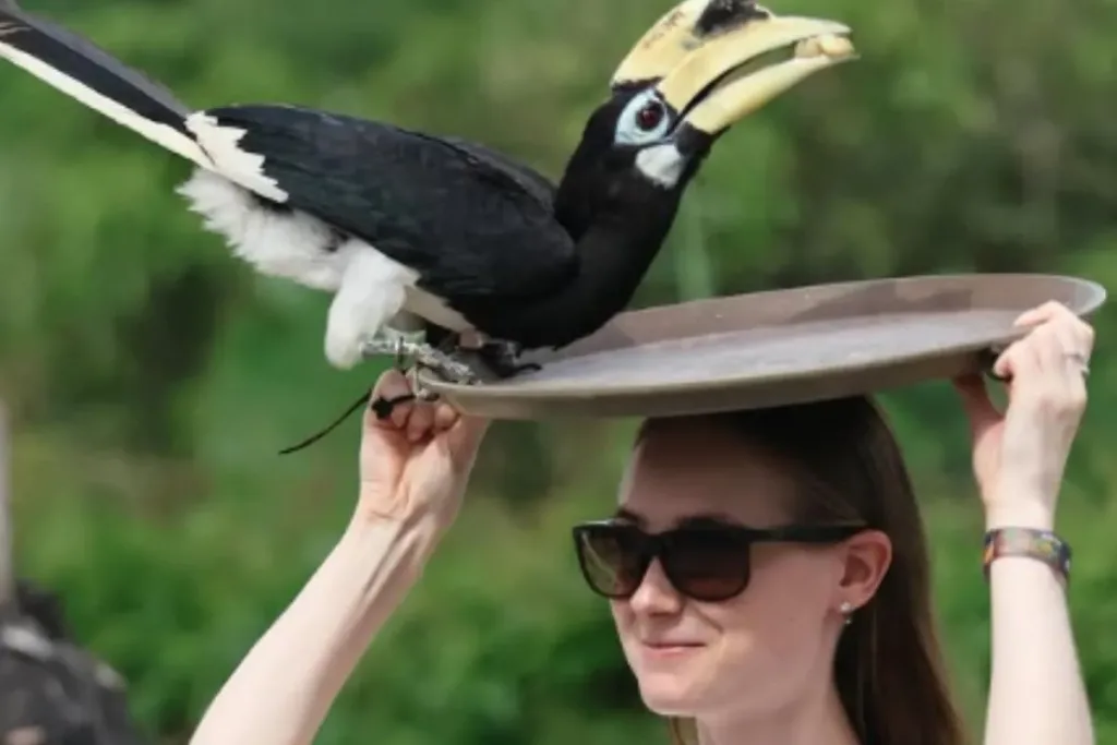 Bali Zoo result
