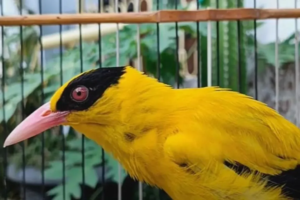 Ciri Ciri Burung Kepodang Bali result