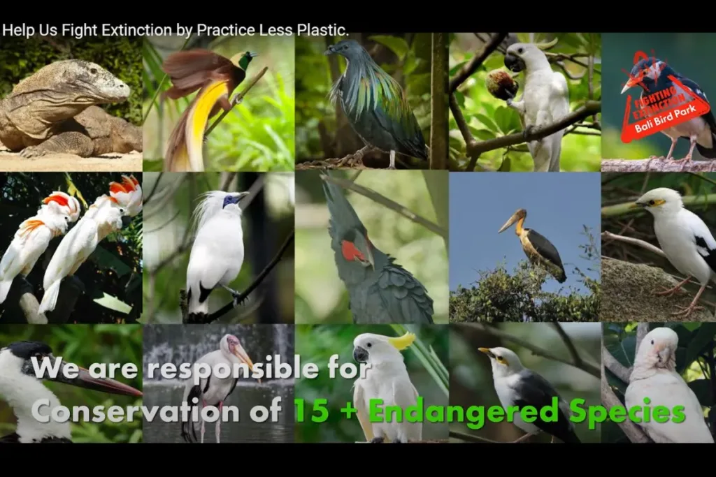 Dukungan untuk Fighting Extinction di Bali Bird Park result