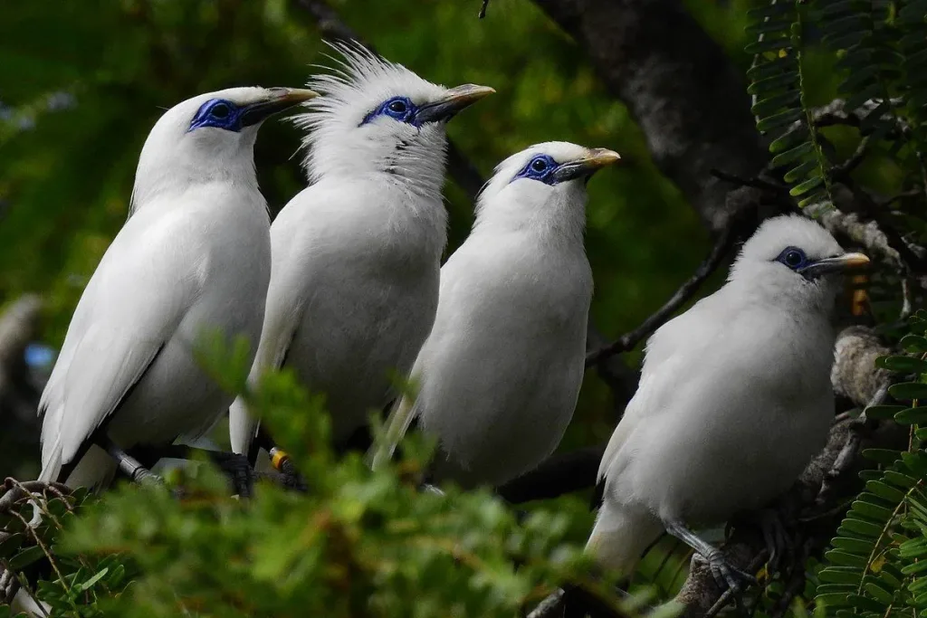 Habitat Asli Burung Jalak Bali result