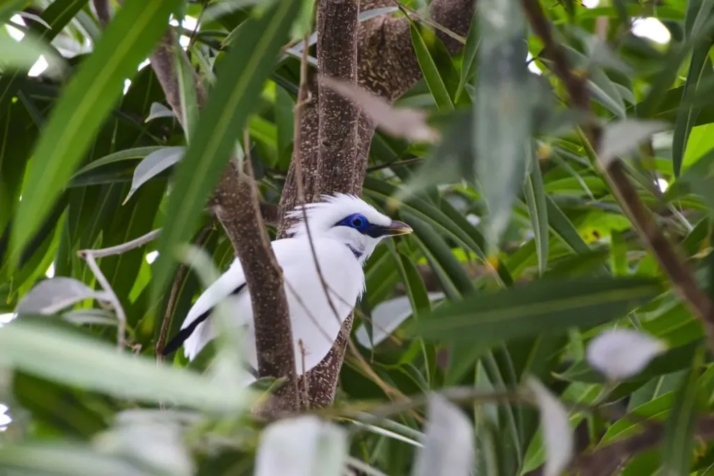 Header, Burung jalak bali result