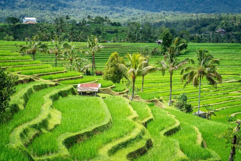 Jatiluwih Rice Terraces result