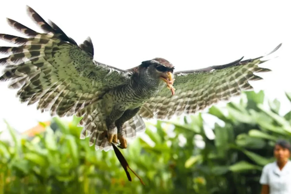 Koleksi Burung di Bali Bird Park result