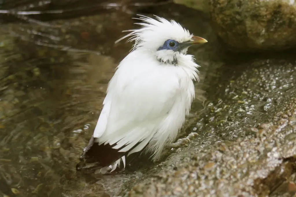 Lawan Kepunahan Burung Jalak Bali Bersama Bali Bird Park result
