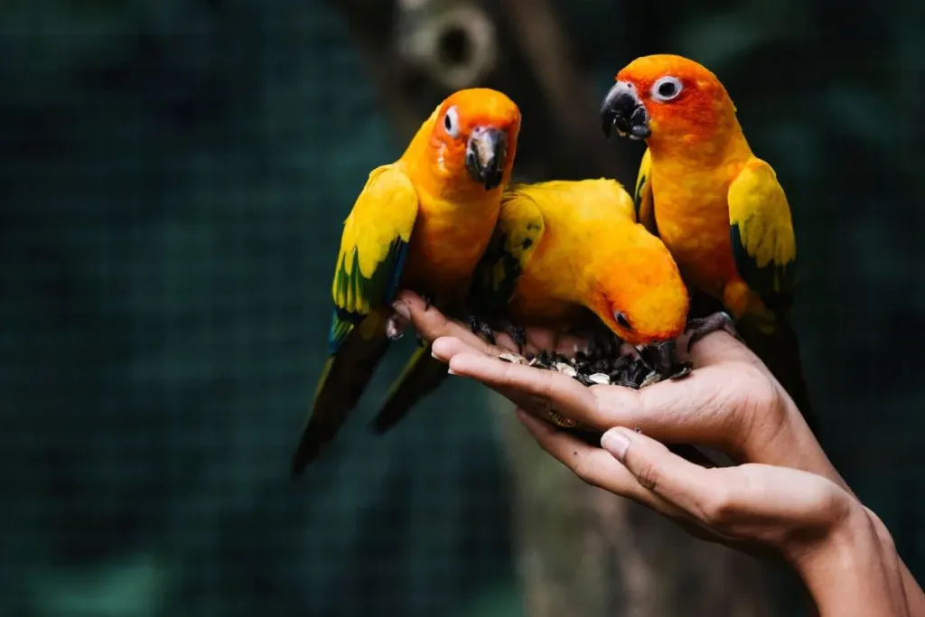 Saksikan Burung Burung Langka Ini di Bali Bird Park result