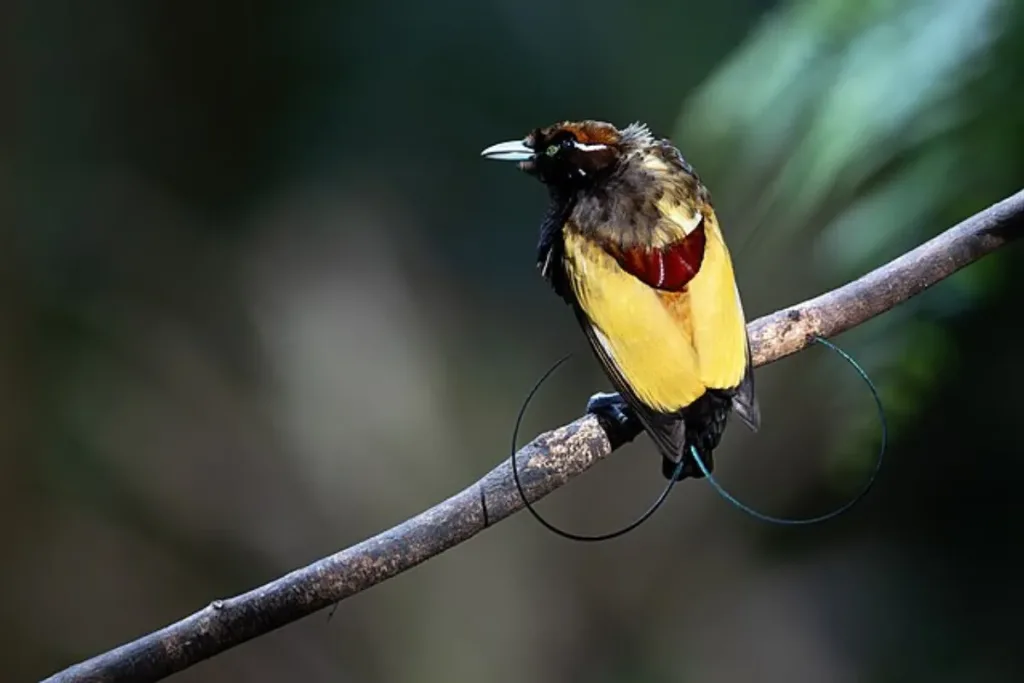 Are the birds of paradise endangered result