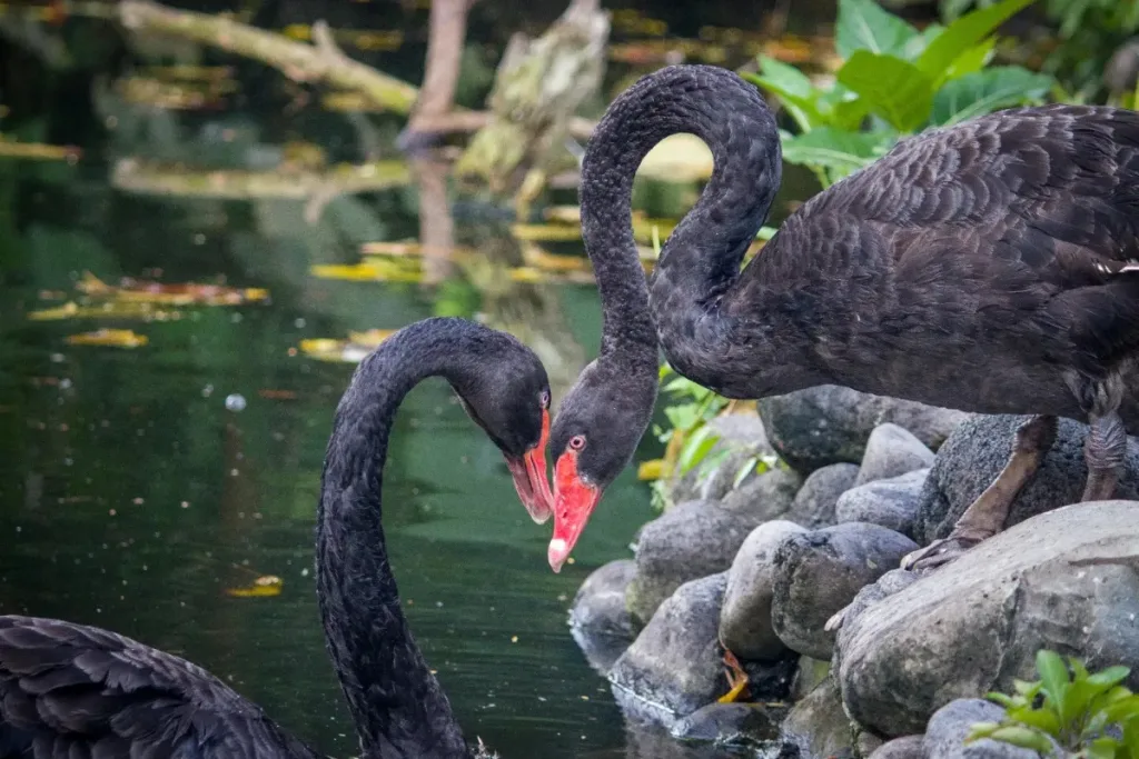 Bali Bird Park result