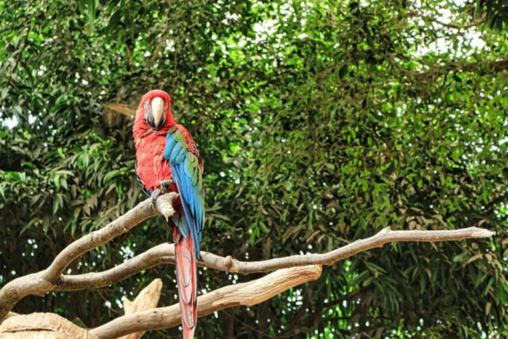 Bali Bird Park result