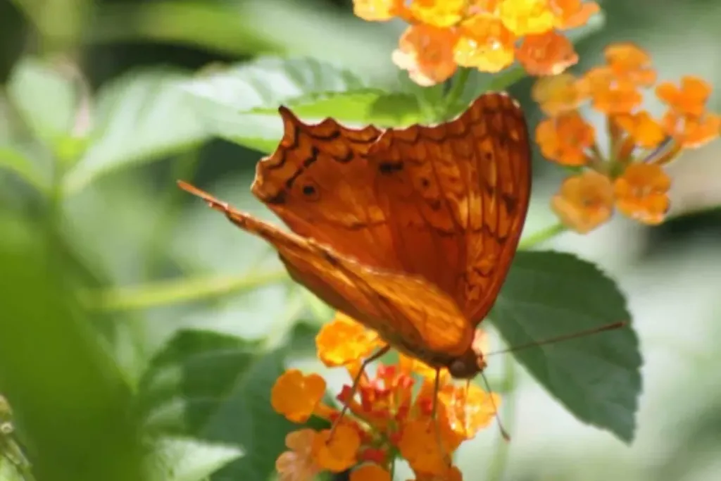 Bali Butterfly Park result