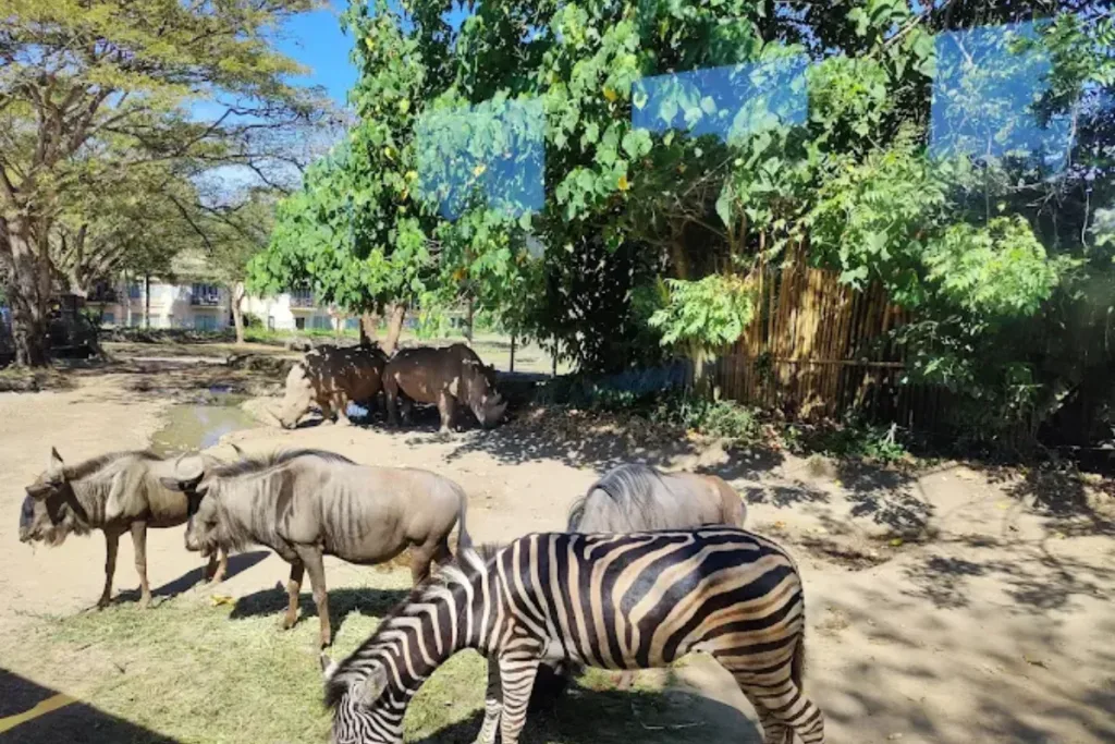 Bali Safari Marine Park, Park in Bali result