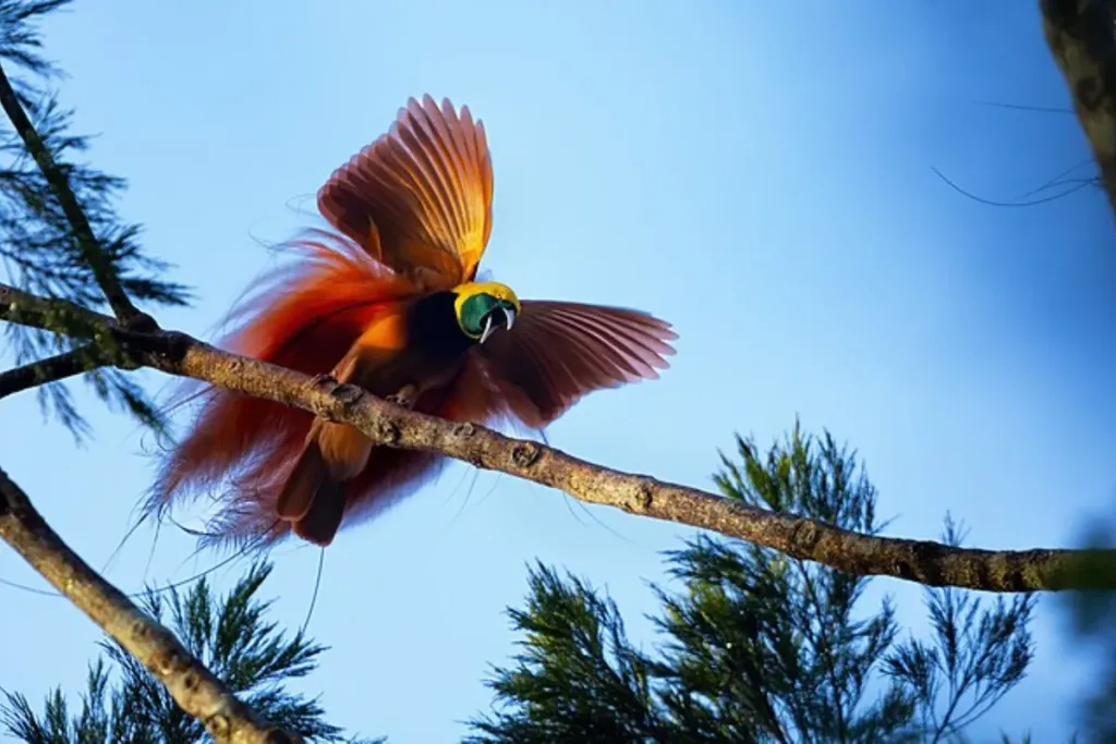 Bird of Paradise, The bird of paradise result
